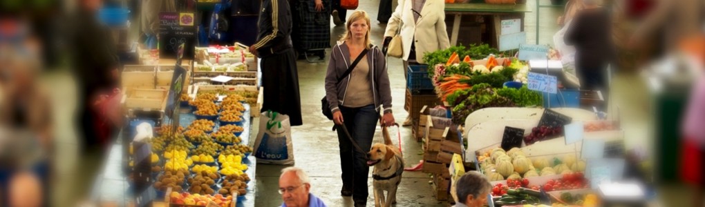 Chien guide aveugle Chien guide aveugle