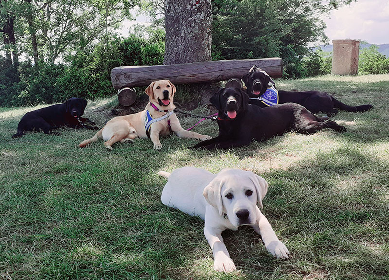 cinq élèves chiens guides couchés dans l'herbe