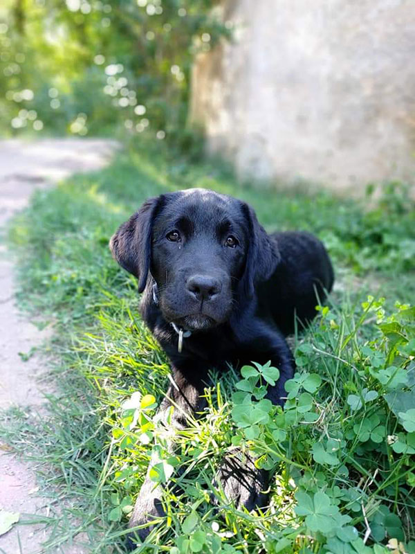 Raven futur chien guide