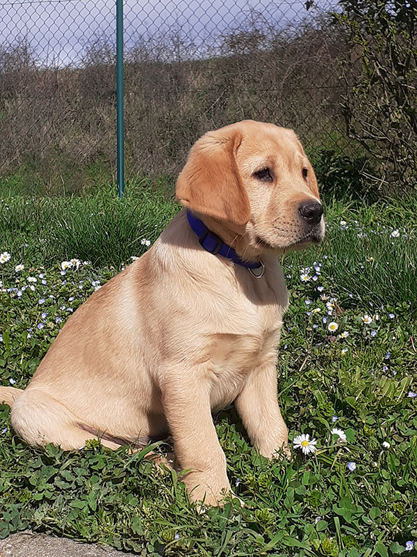 Ryo futur chien guide