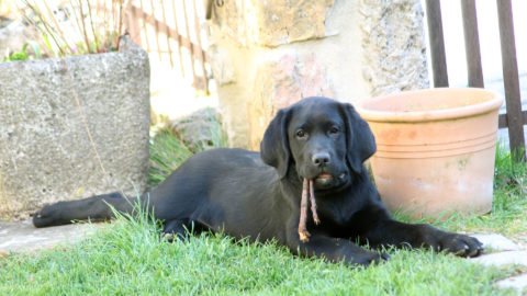 Rib, magnifique chiot labrador noir, allongé dans l'herbe, avec 2 bouts de boiss entre les dents.