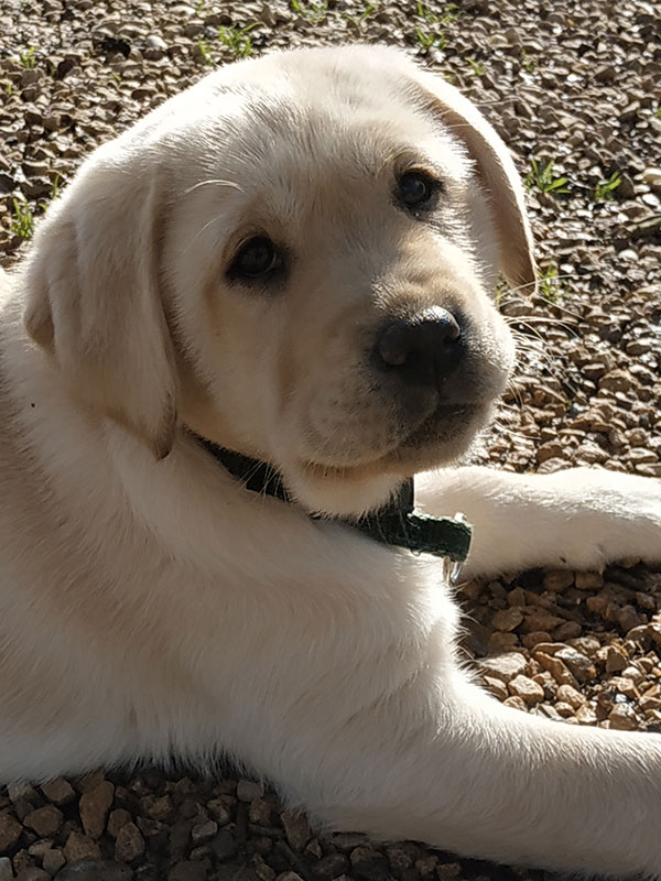 Romie au regard si doux, futur chien guide