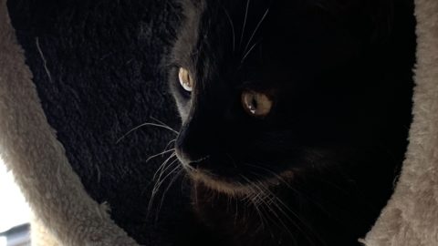 Chaton noir, de profil, entrain de jouer dans l'arbre à chat du chenil