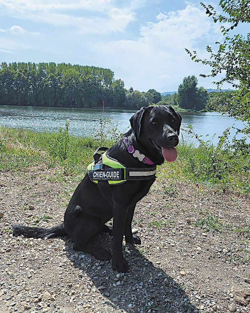 Prada, labrador noir, pose au bord du lac, équipée de son gilet de chien guide.