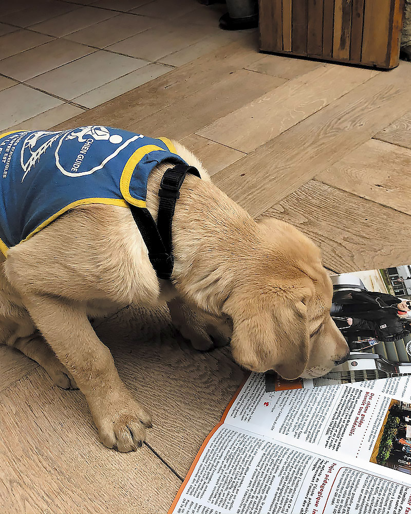 Photo de Rosti, encore élève chien guide, absorbé par la lecture du magazine Partenaires !
