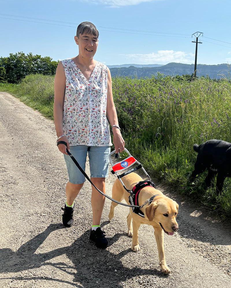 Angélique Duprat et Targuet en promenade dans les champs. Angélique tient au harnais Targuet, labrador sable, qui avance à ses côtés.