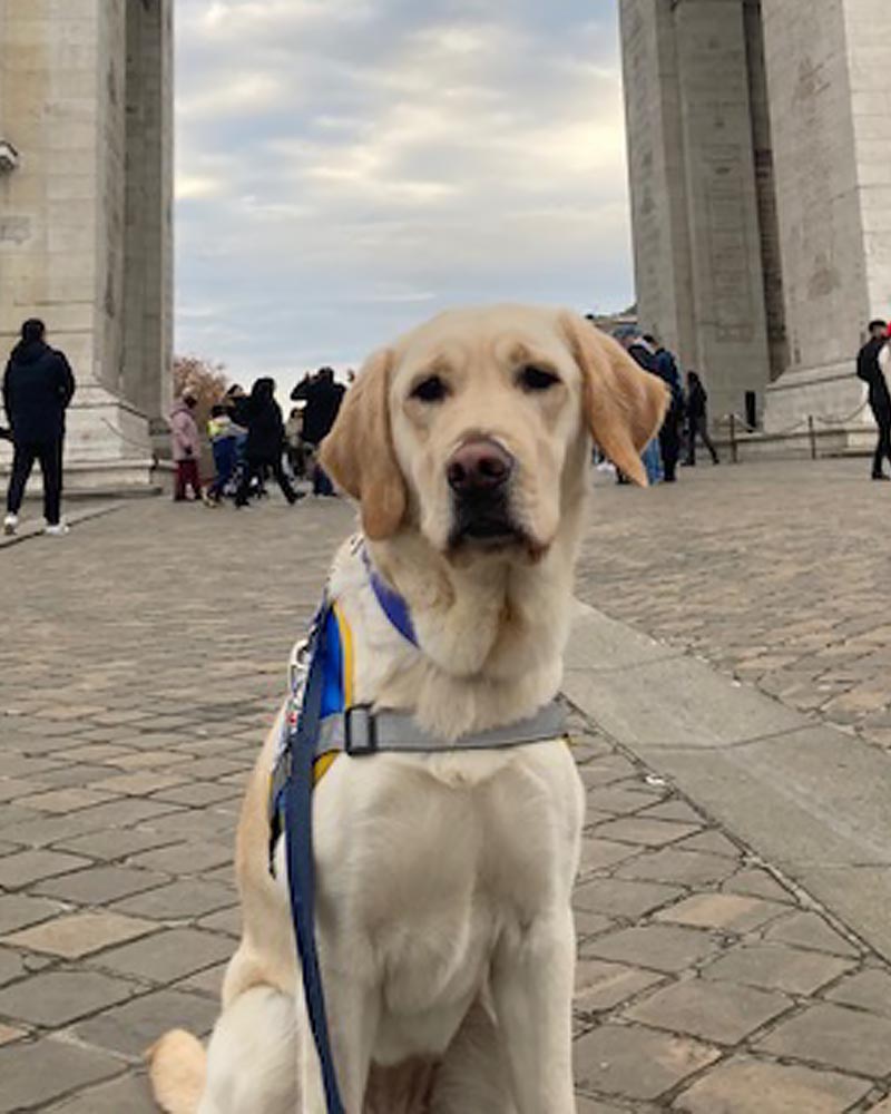 Portrait de saga. La femelle labrador claire pose assise devant l'Arc de Triomphe à Paris.