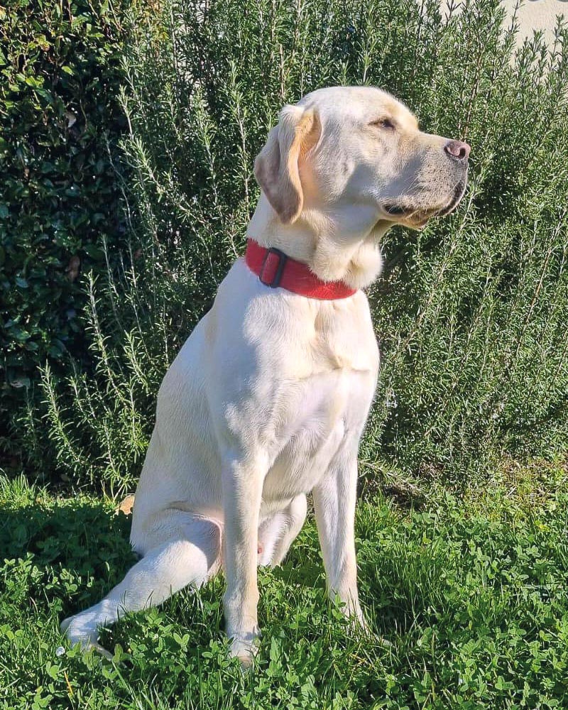 Remise tao Tao, labrador sable, assis au soleil dans l'herbe devant un buisson de romarin.