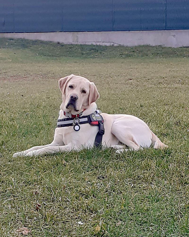 Remise ulke Ulke, labrador sable, regarde l'objectif couché dans l'herbe. Il porte le harnais de guidage.