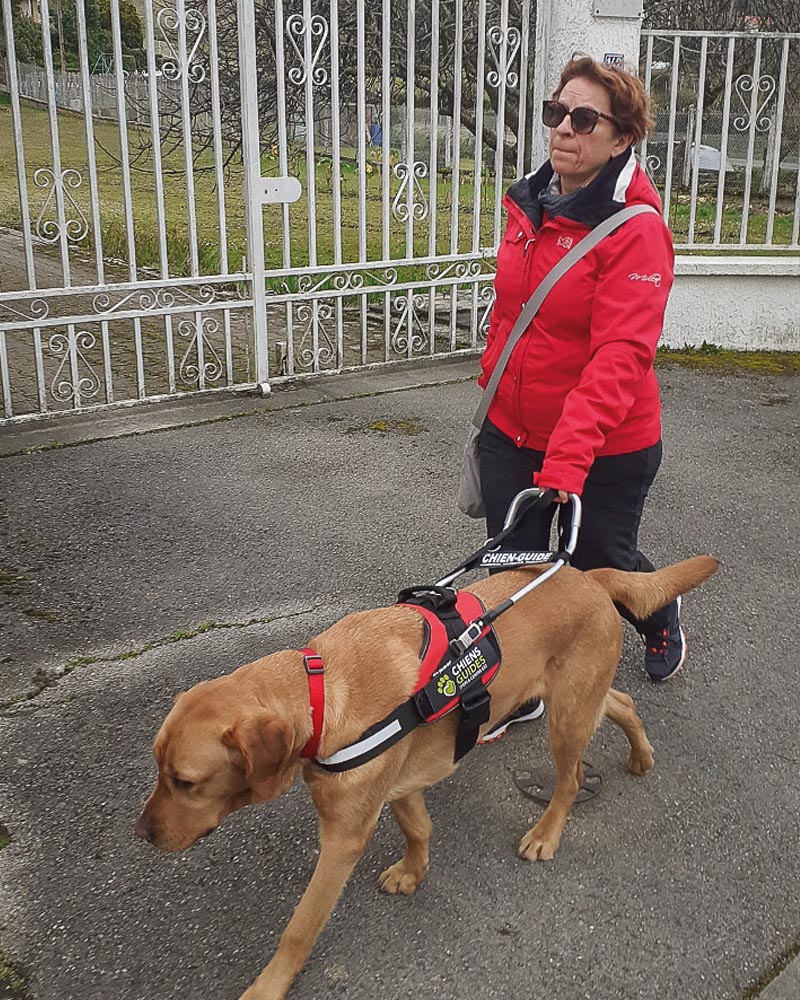 Remise unick Madame Stefanini en déplacement avec Unick équipé du harnais de guidage. Sur le trottoir, ils passent devant les grilles blanches d'une propriété.