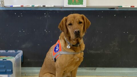 Sully, labrador caramel, pose avec son gilet de chien-guide devant le tableau de la classe de Mélanie. Un dessin d'enfant lui souhaite la bienvenue.