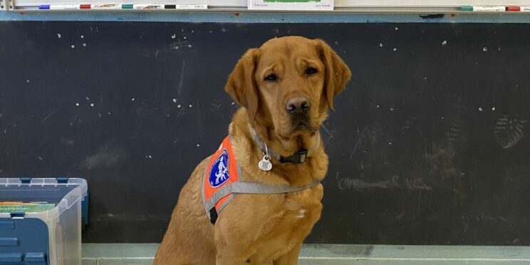 Sully, labrador caramel, pose avec son gilet de chien-guide devant le tableau de la classe de Mélanie. Un dessin d'enfant lui souhaite la bienvenue.