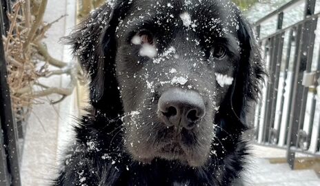 Sharly, labrador noir, dans la neige