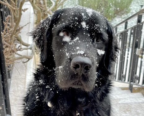Sharly, labrador noir, dans la neige