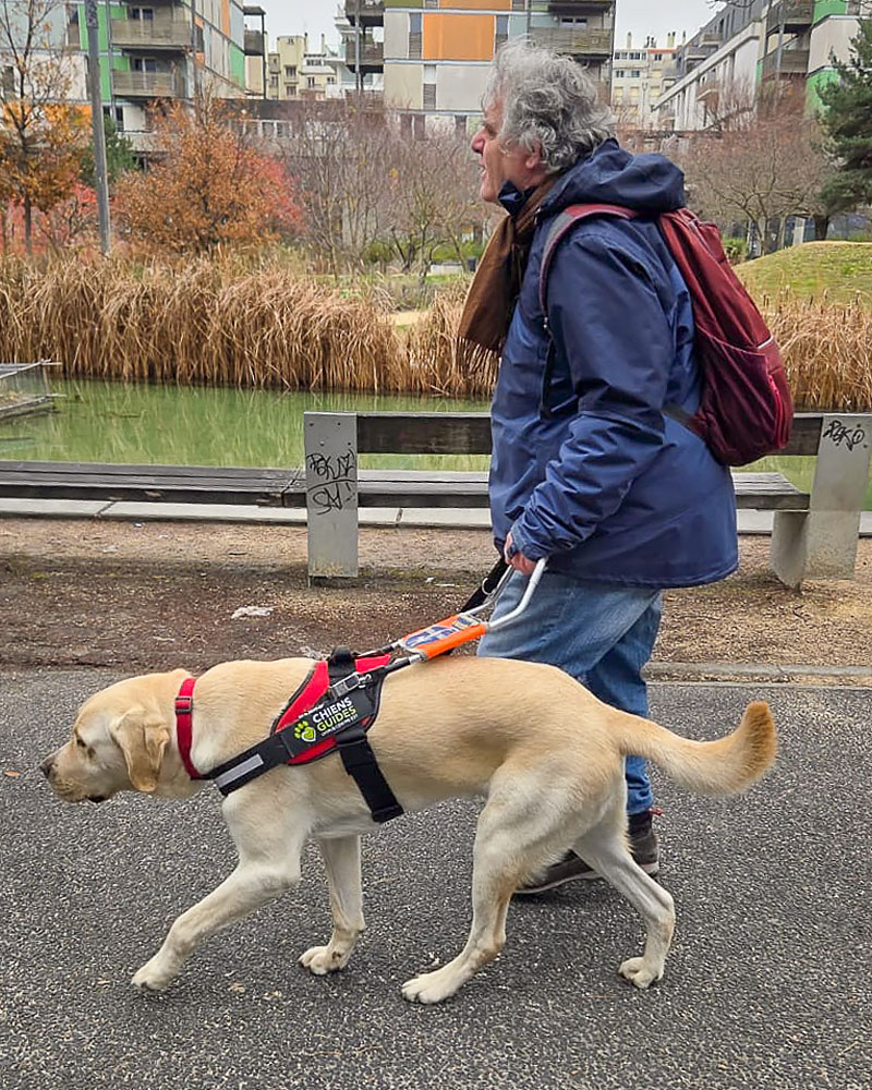 Pierre-Jean et Tao en déplacement, Tao équipé de son harnais de guidage. Tao a été remis à Pierre-Jean Delizy.