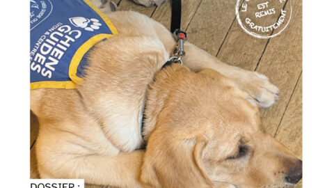 Couverture du magazine Partenaires n°61. En photo, Vénom à quelques mois, assoupi avec sa cape d'élève chien guide.