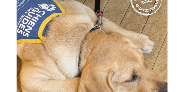 Couverture du magazine Partenaires n°61. En photo, Vénom à quelques mois, assoupi avec sa cape d'élève chien guide.