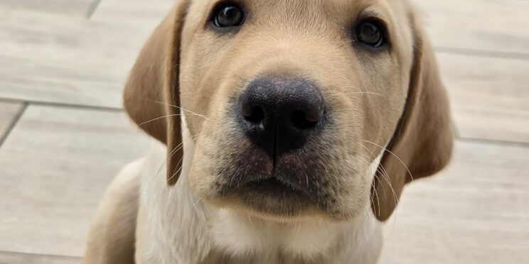 Bali, labrador sable de 2 mois, assis face à l'objectif, pointe le museau en avant.