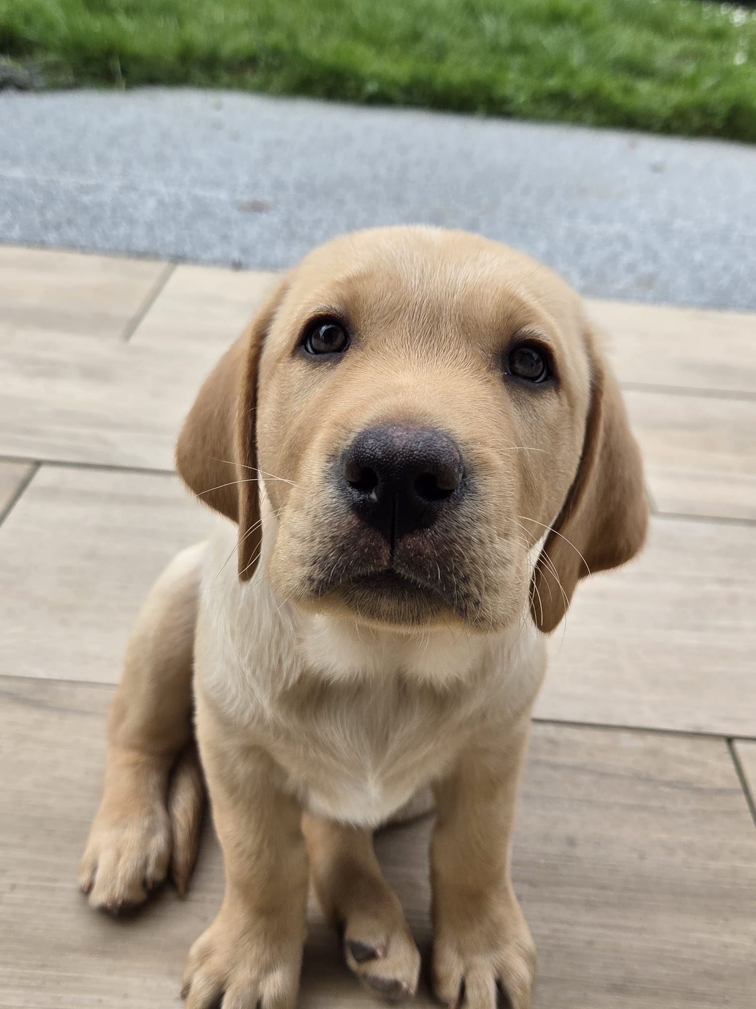 Bali, labrador sable de 2 mois, assis face à l'objectif, pointe le museau en avant.