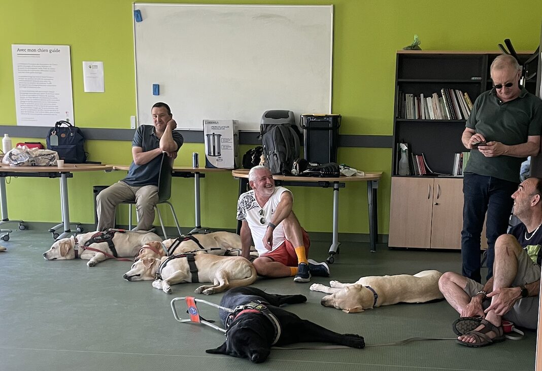 5 labradors chiens guides dorment, allongés par terre, en compagnie d'Hichem, Didier, Bertrand et Éric, spectateurs de l'atelier danse durant la journée de l'association 2026.