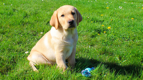 Bali assis dans l'herbe, un jouet à ses pieds, regarde l'objectif en penchant un peu la tête. Pour rappel, c'est un petit labrador sable.