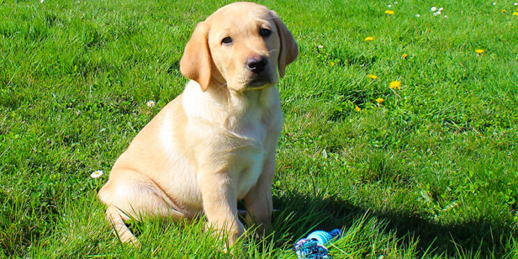 Bali assis dans l'herbe, un jouet à ses pieds, regarde l'objectif en penchant un peu la tête. Pour rappel, c'est un petit labrador sable.