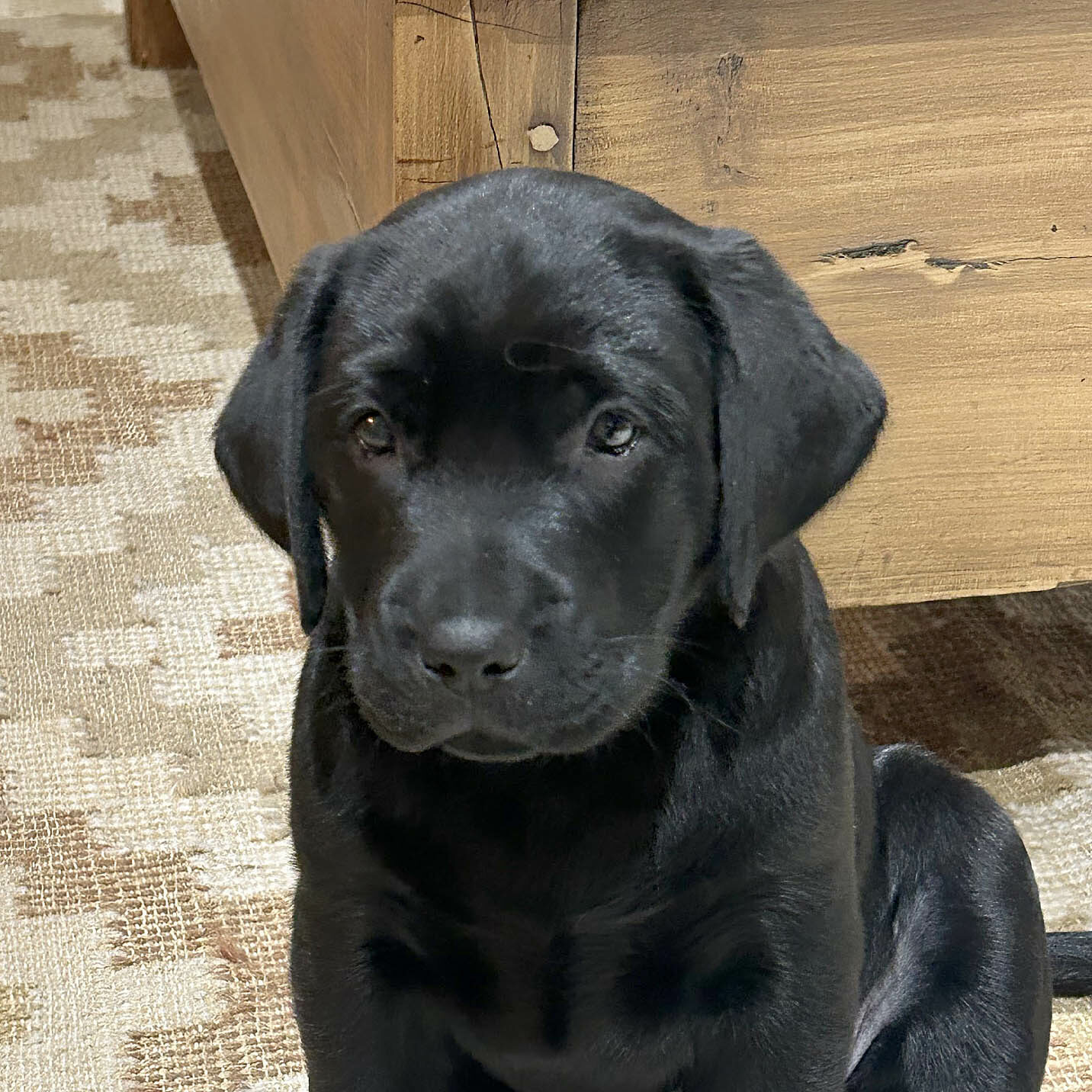 Abby, Labrador noir
