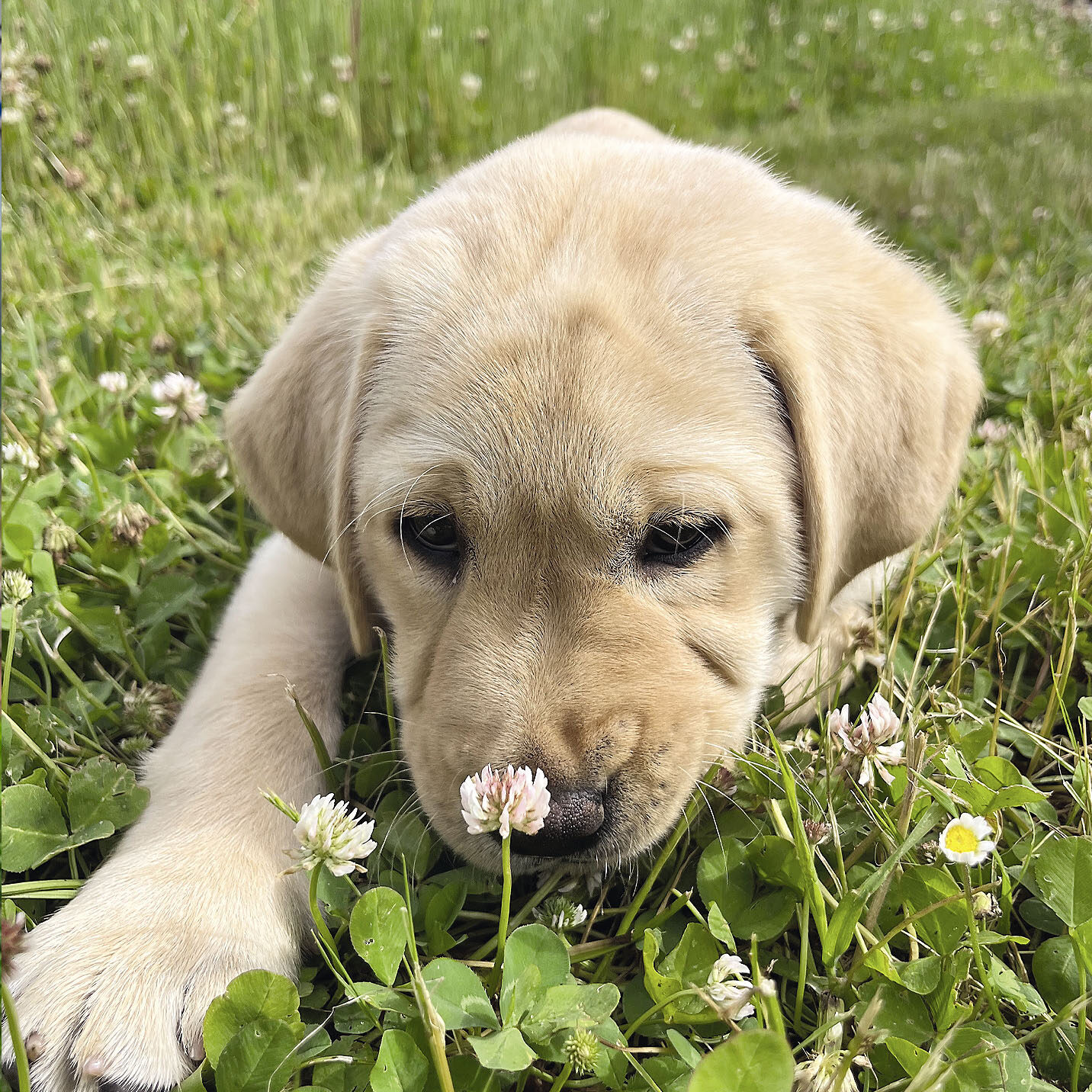 Abu, labrador sable