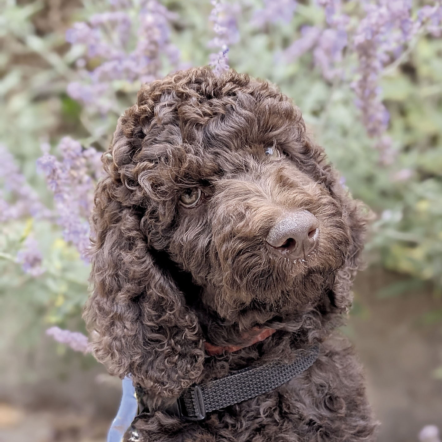 After, caniche marron