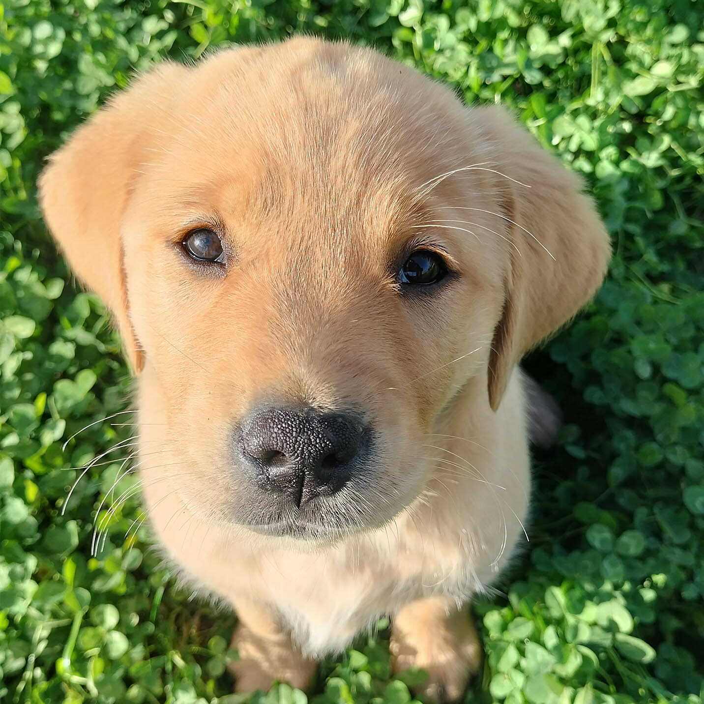 Again, Labrador sable