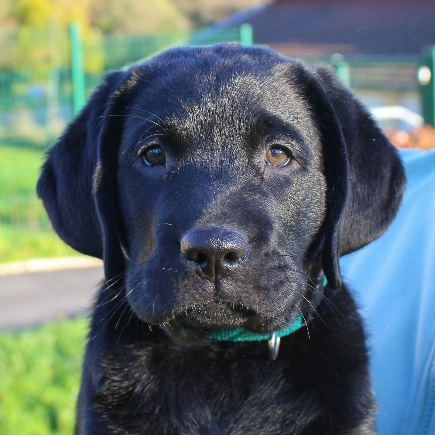 Aïko, Labrador noir