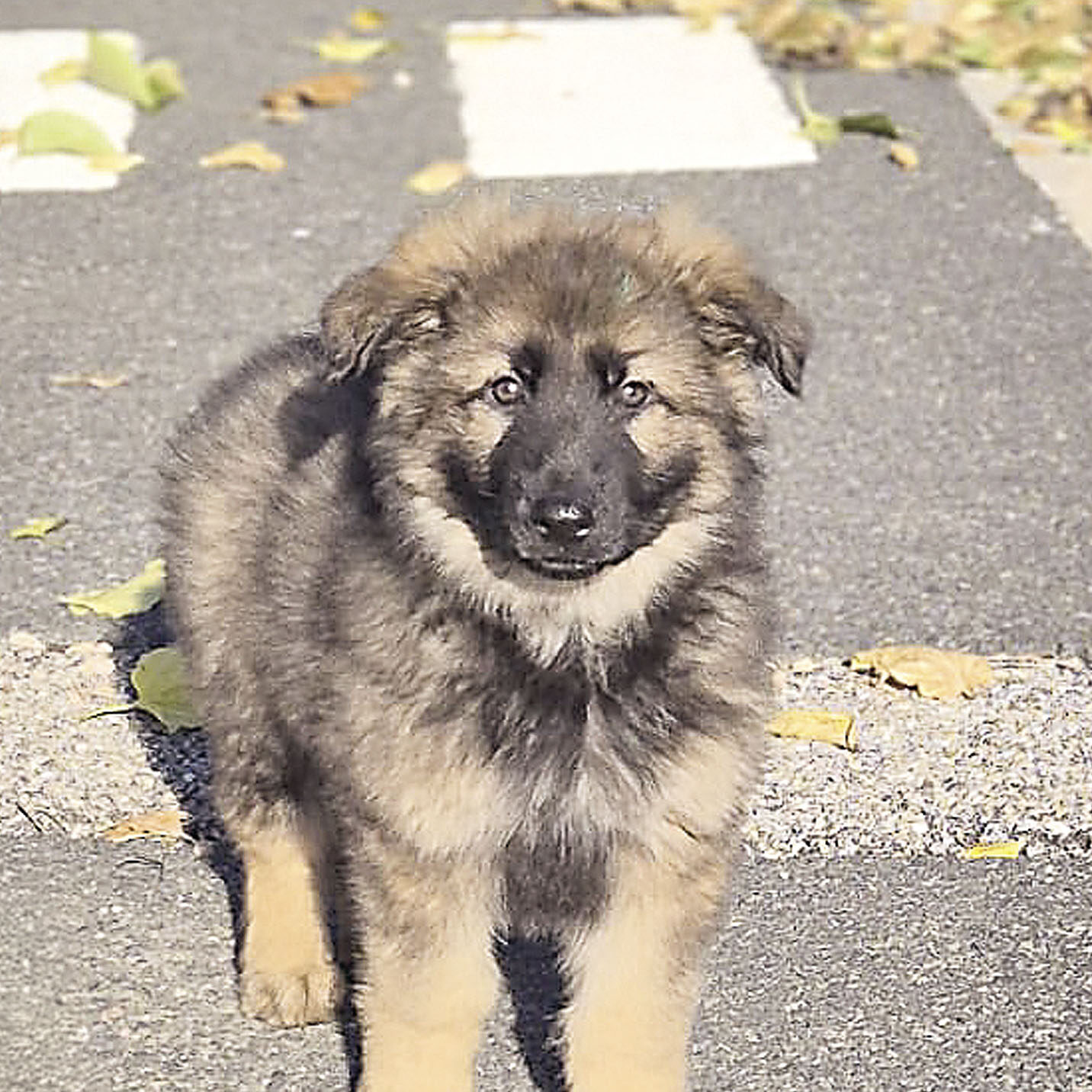 Akela, berger allemand