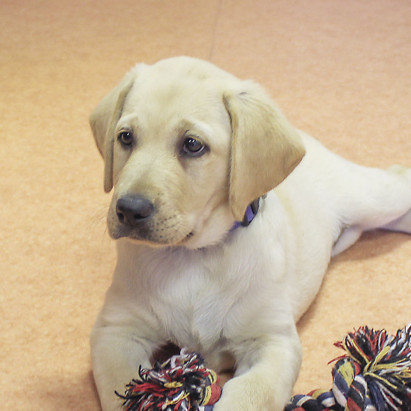 Aloha, labrador sable
