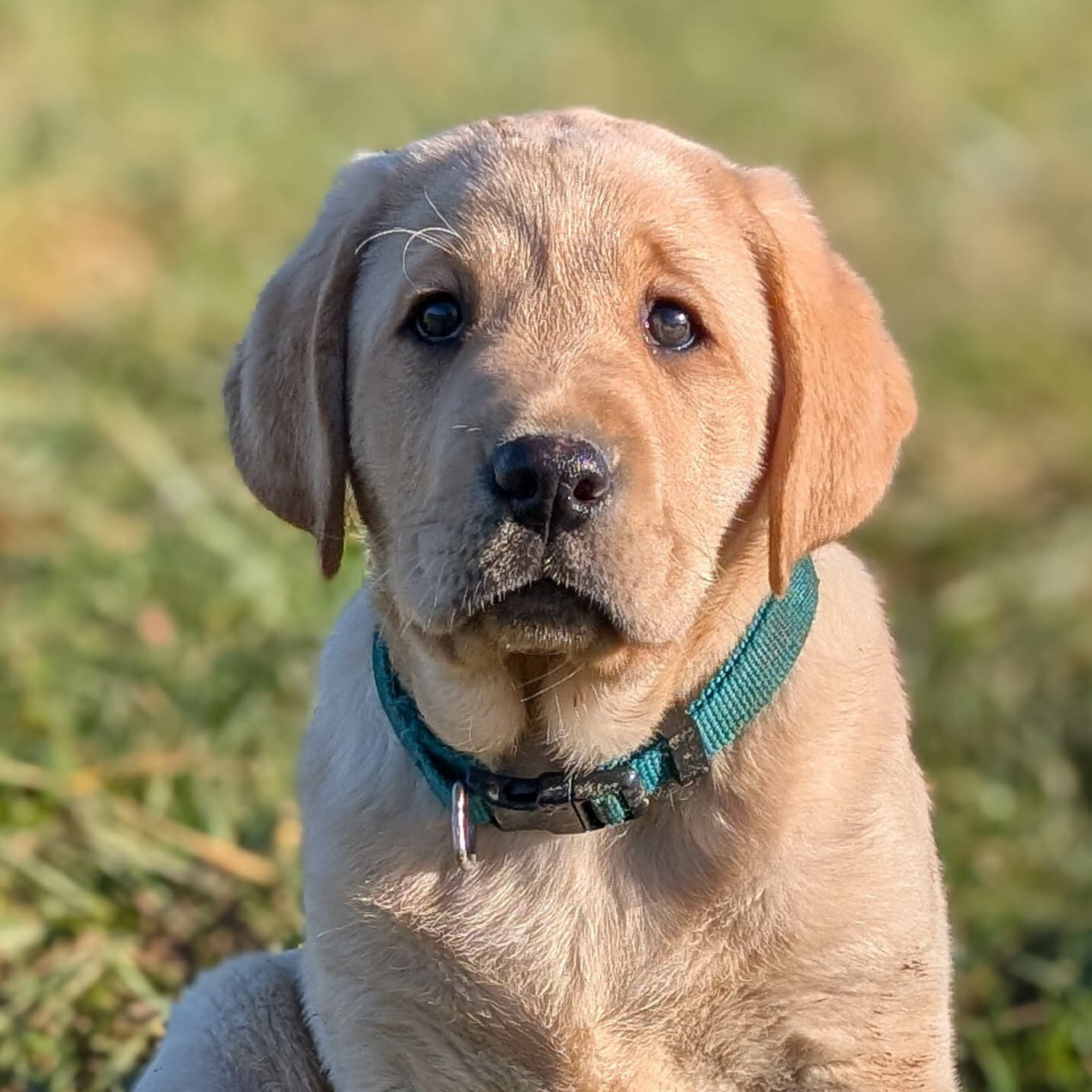 Alpha, Labrador sable