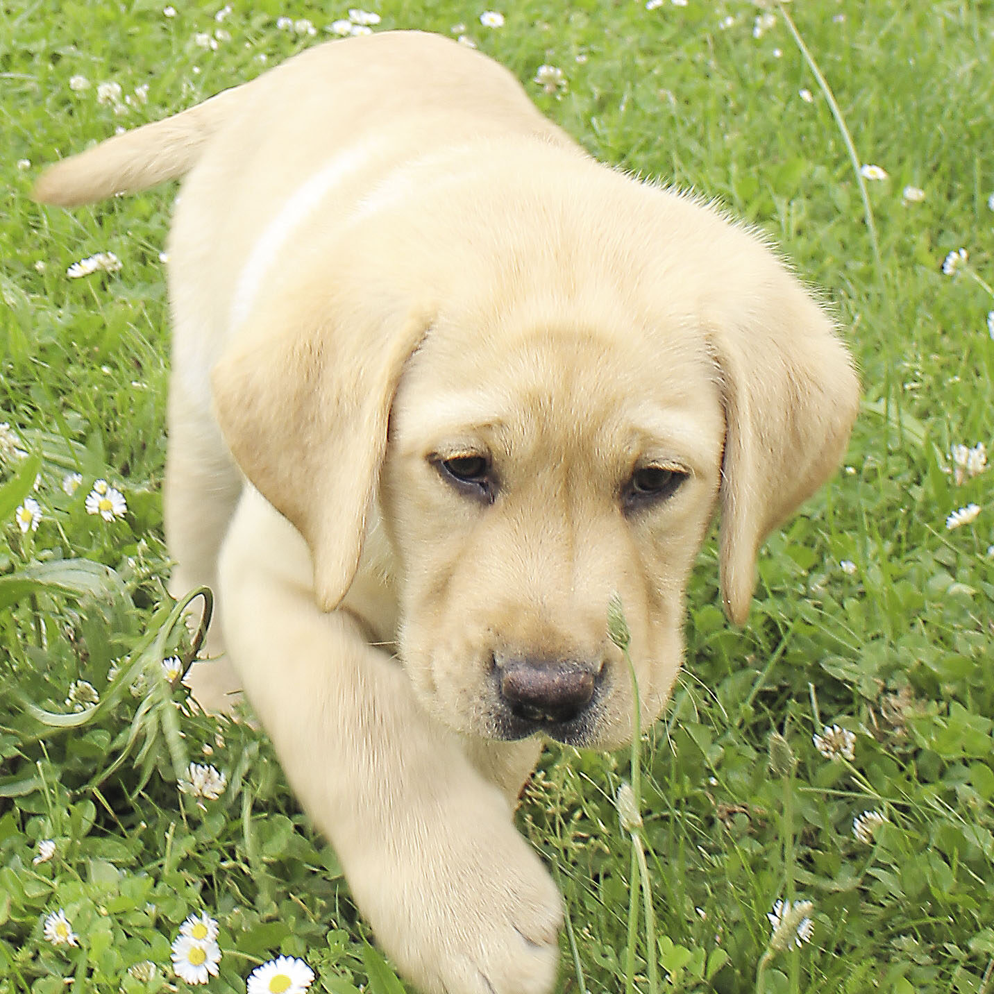 Apache, labrador sable