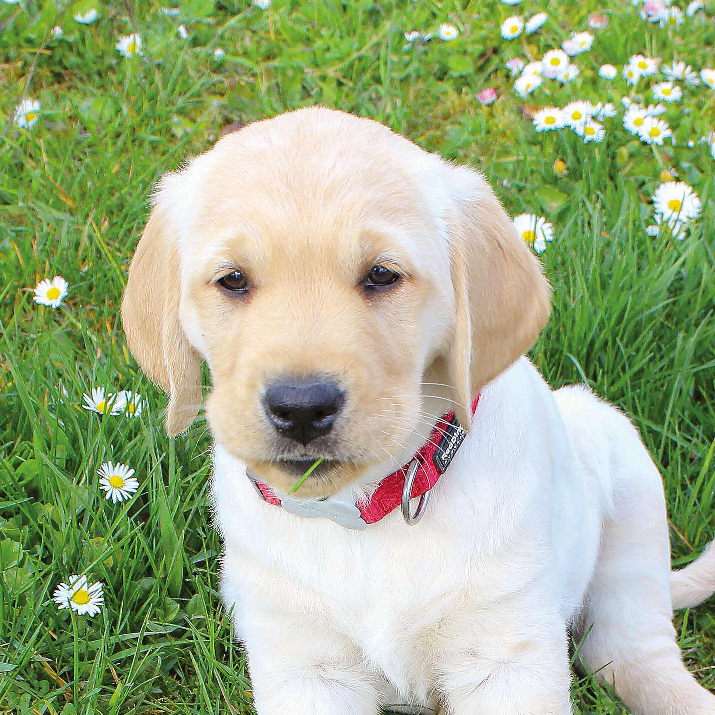 Appy, labrador sable