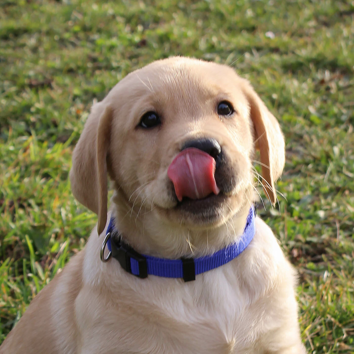 Aribo, Labrador sable