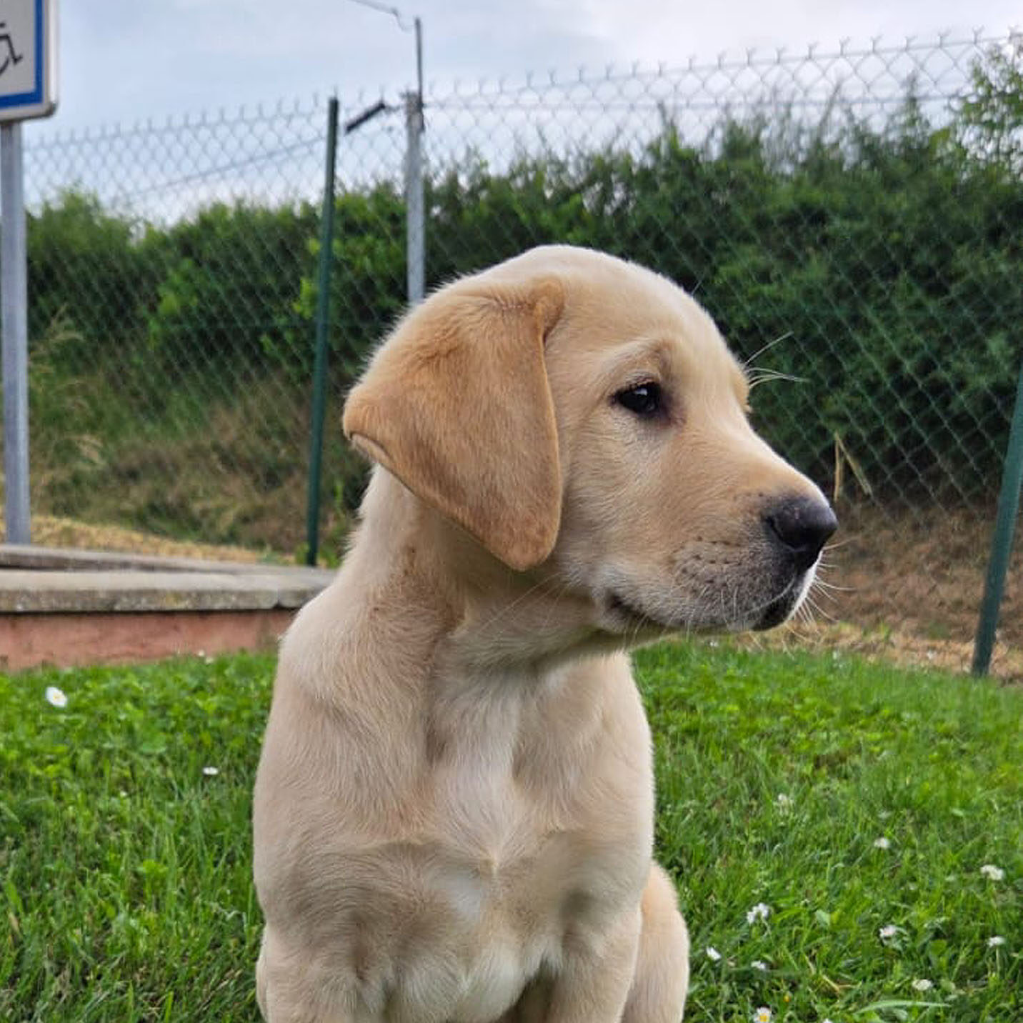 Aros, labrador sable