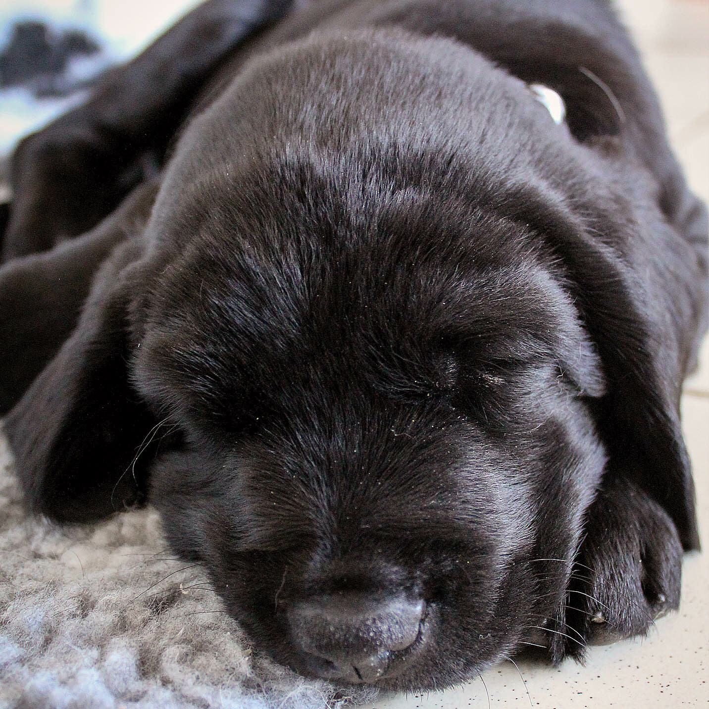 Arrow, labrador noir