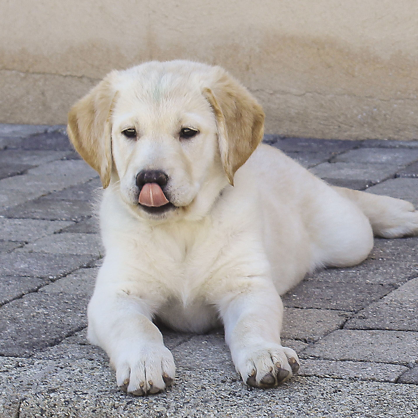Arya, labrador sable