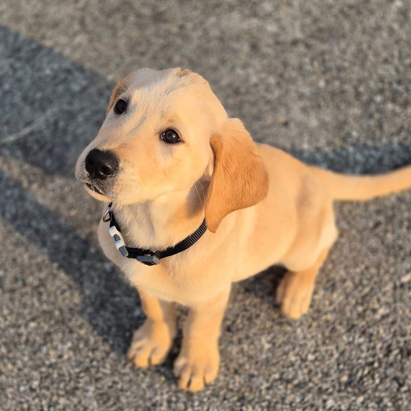 Aslan, labrador sable