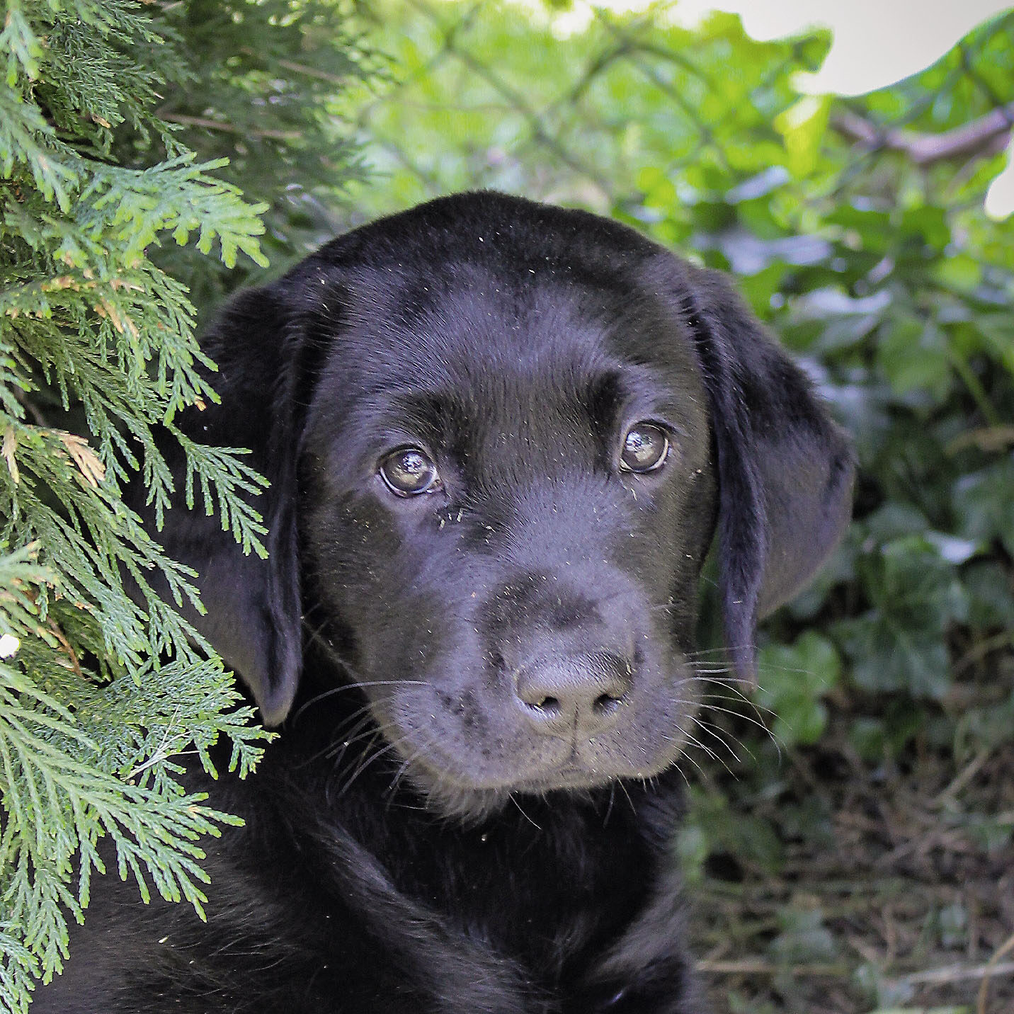 Astra, labrador noir
