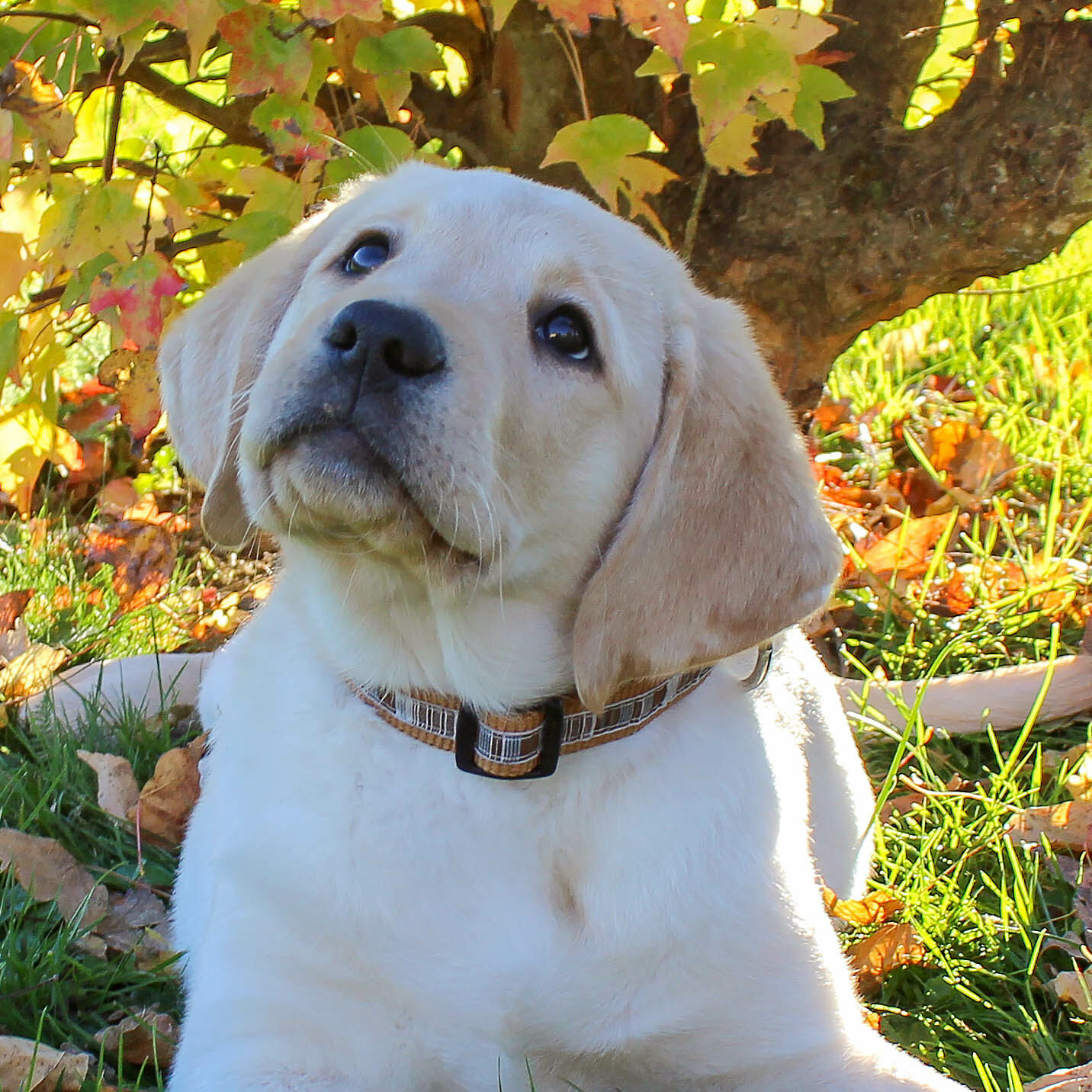 Atlas, Labrador sable