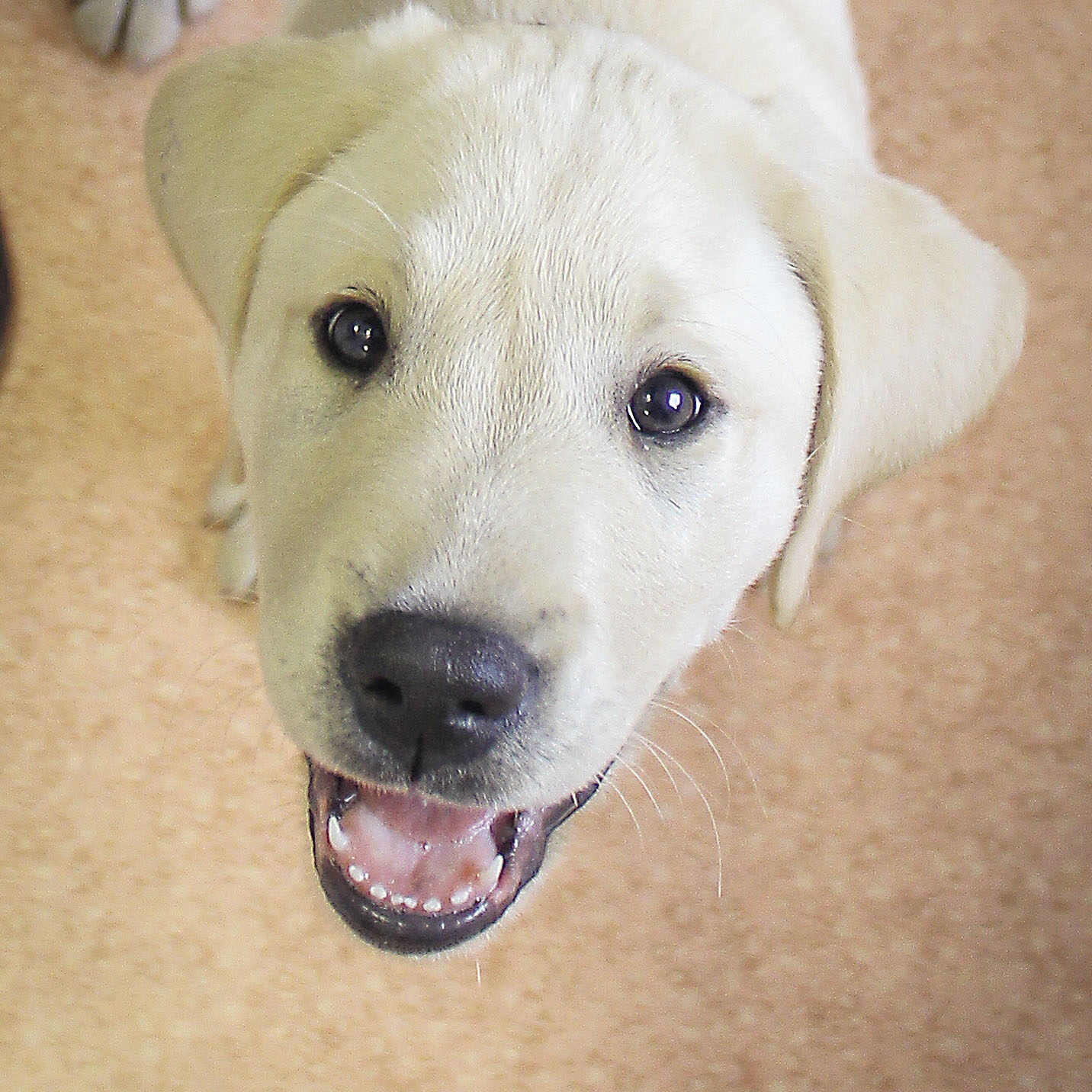 Atome, labrador sable