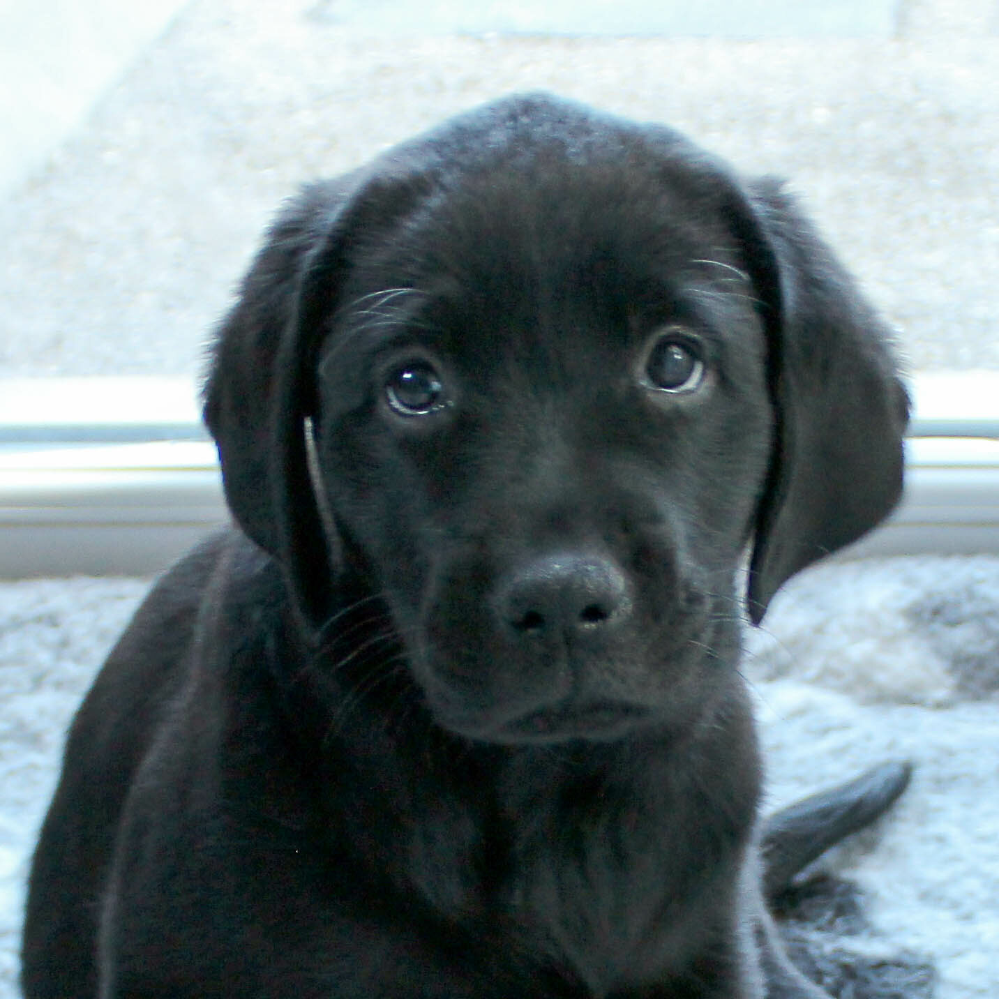 Automne, labrador noire