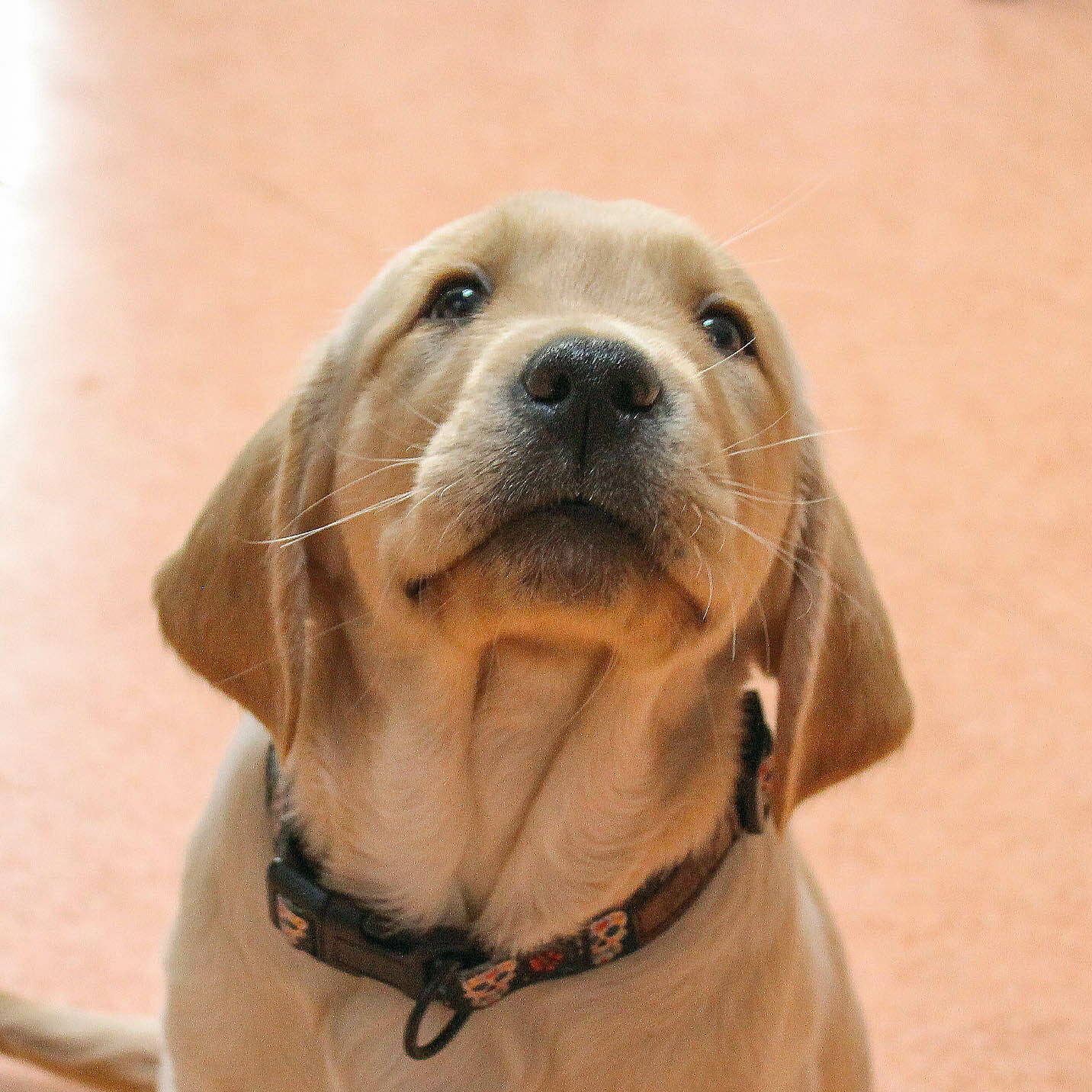 Awaï, labrador sable