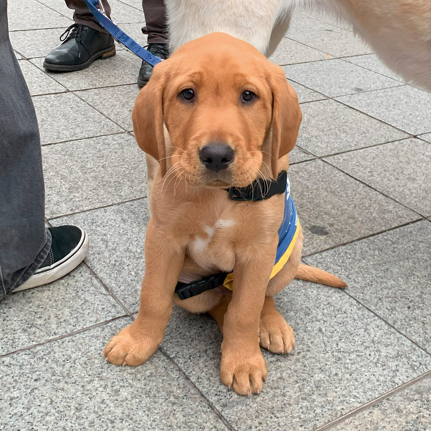 Photo de chiot arrivé à l'école. ubble