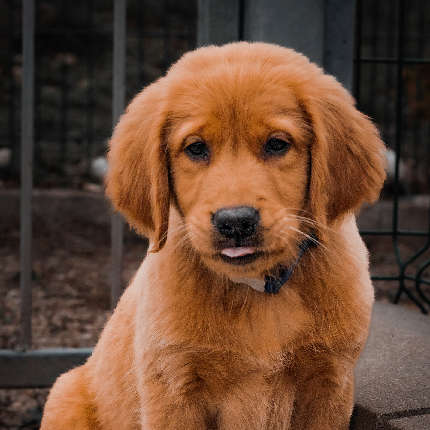 Photo de chiot arrivé à l'école. uika