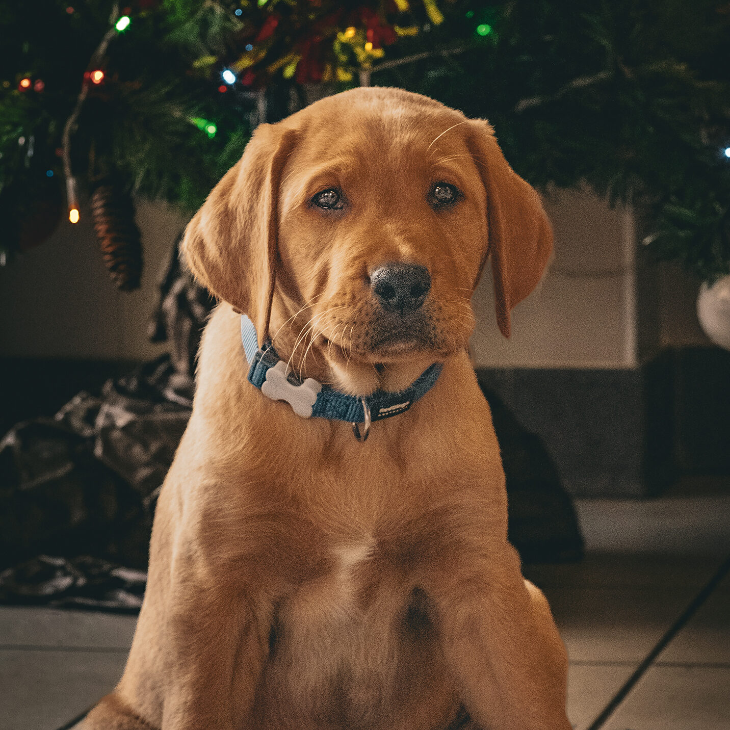 Photo de chiot arrivé à l'école. ultime.