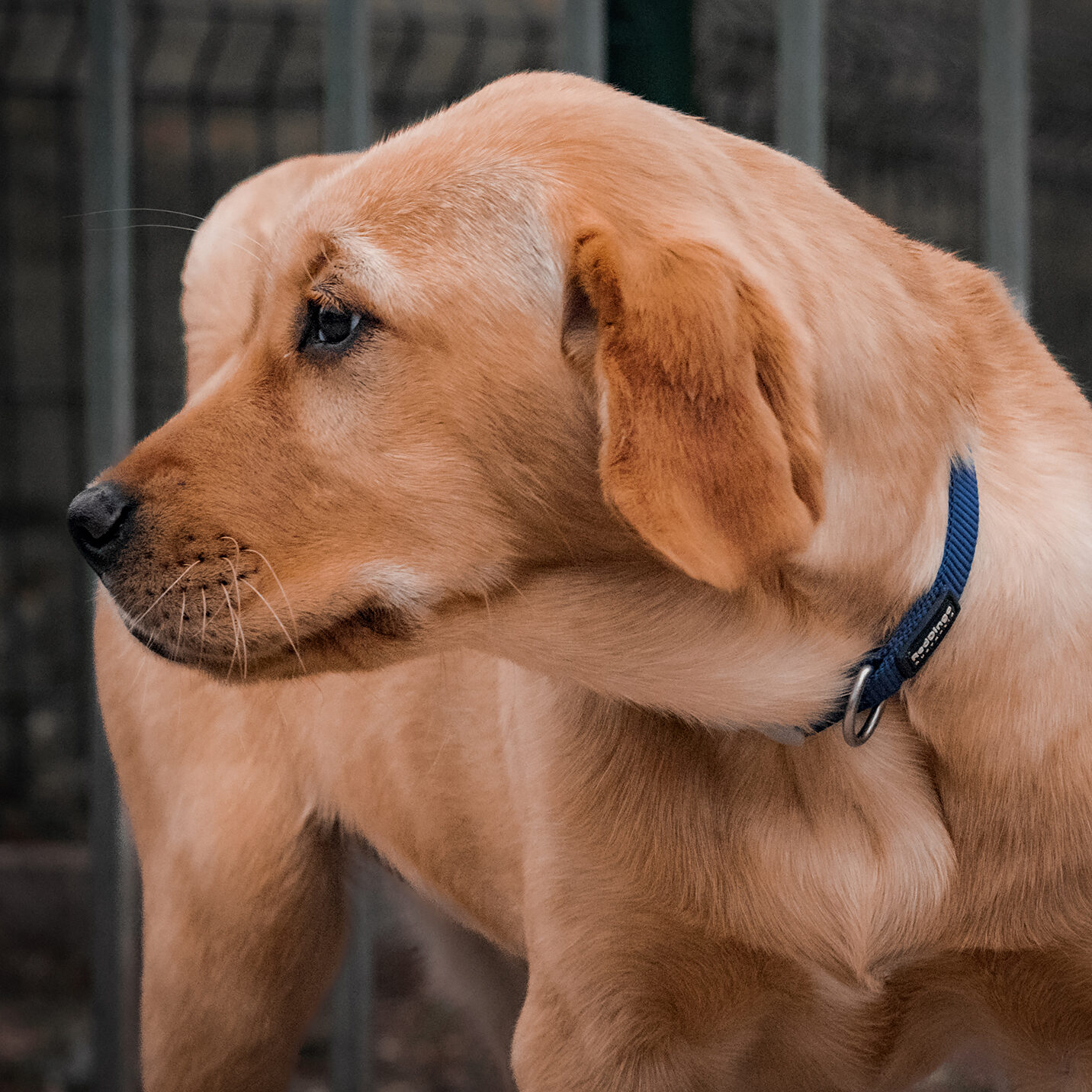 Photo de chiot arrivé à l'école. umpa.